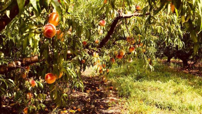 Proyecto busca identificar impacto de hongos de la madera en frutales de carozo