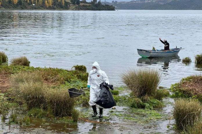 SAG continúa trabajo de vigilancia en Chiloé por Influenza Aviar