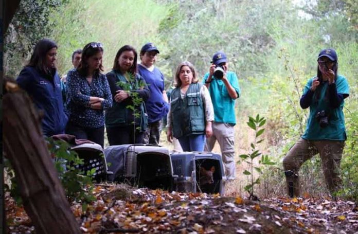 Tras exitoso proceso de rehabilitación tres pudúes retornan a su hábitat en Hualqui