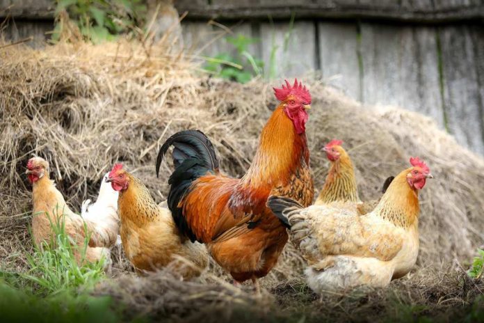 Veterinaria UdeC realizará 5° Seminario de Avicultura de Traspatio Sustentable