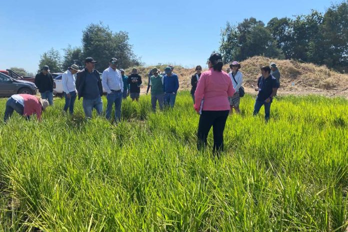 Arroz de Ñuble: el cultivo del arroz que busca ser el más sustentable del sur del mundo