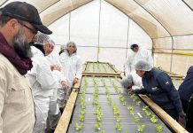 Asesores agrícolas aprenden sobre cultivos hidropónicos de hortalizas bajo invernadero