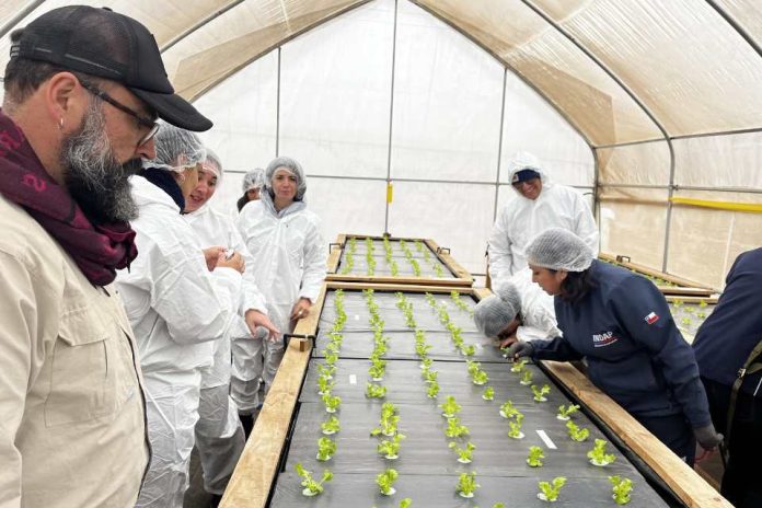 Asesores agrícolas aprenden sobre cultivos hidropónicos de hortalizas bajo invernadero