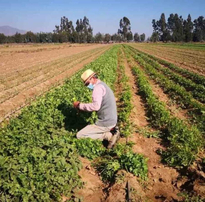 Autoridades del agro insisten en la contratación de seguros agrícolas ante eventualidades climáticas