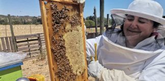 Día Mundial de las Abejas 2023: Experto de INIA Rayentué explica su importancia para la Agricultura