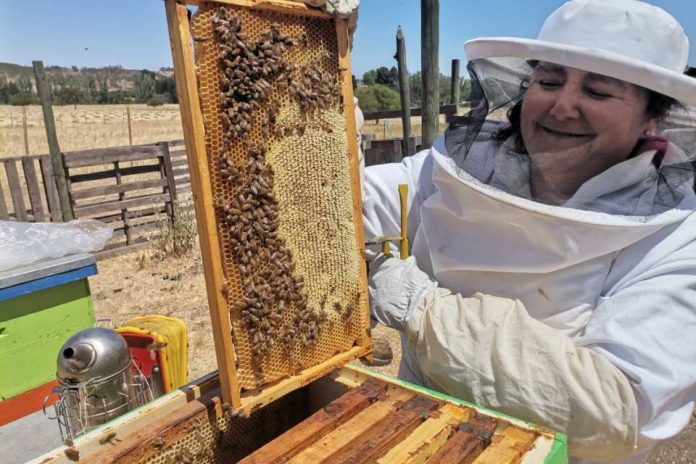 Día Mundial de las Abejas 2023: Experto de INIA Rayentué explica su importancia para la Agricultura