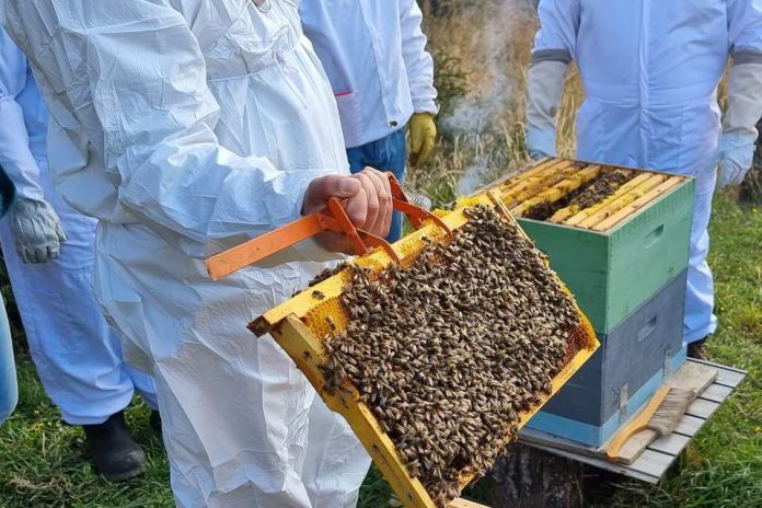 Entregan recomendaciones para manejo de colmenas en invierno