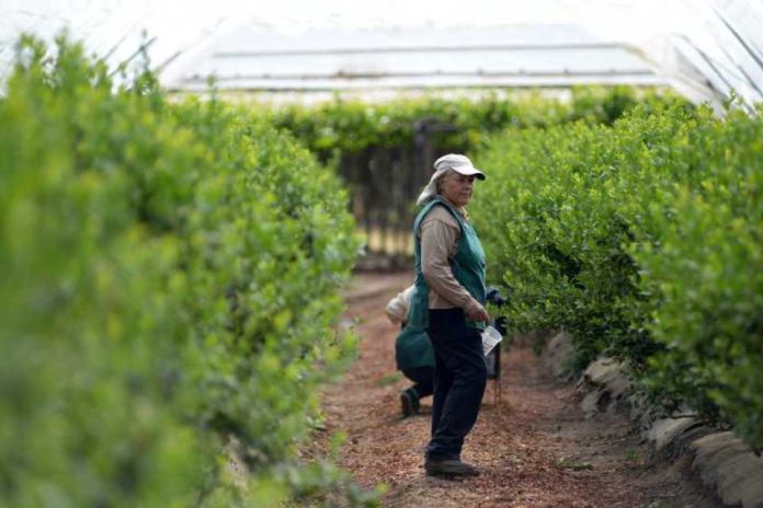 IV Versión Concurso Campo del Año 2023 Anasac premia lo mejor del campo chileno