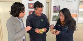 Ministerio de Agricultura destaca patrimonio genético y culinario de las papas