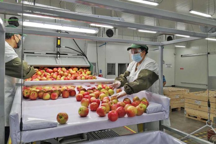 ASOEX llama a potenciar el trabajo público-privado para recuperar la competitividad de la industria frutícola