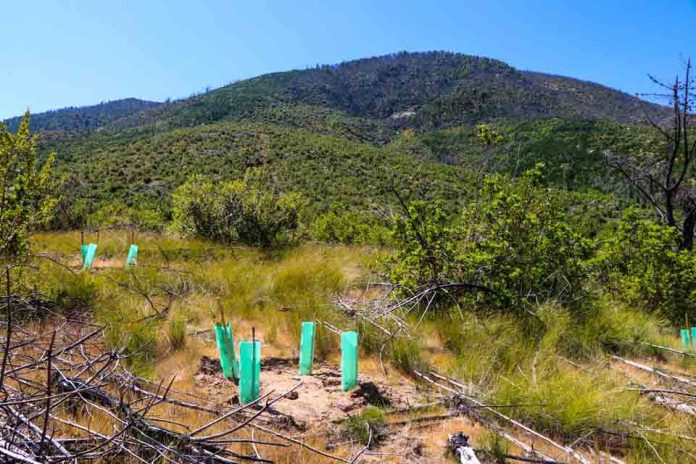 Chile celebra Día del Árbol destacando Programa de Arborización y restauración de bosque nativo