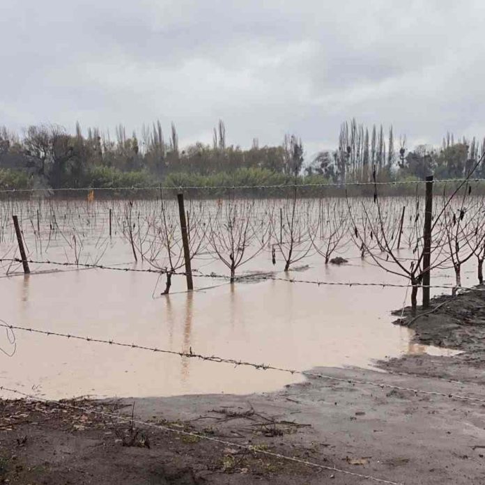 Daños por desborde de ríos y lluvias en predios: 