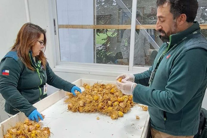 Destacan potencial sanitario de la zona como factor clave para el establecimiento de semilleros de bulbos de lilium