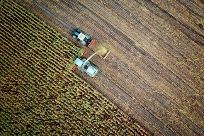 Desvelando los paralelismos: La danza de la suerte en la agricultura y el juego en línea