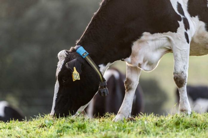 Inteligencia Animal: Un Aliado en la Producción Ganadera