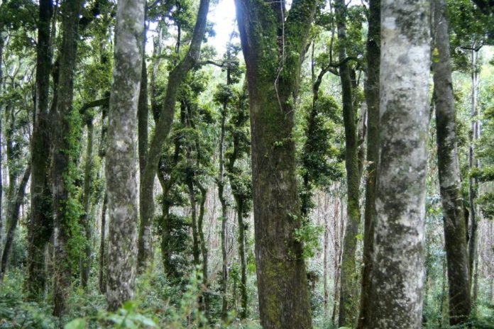 Investigador USM avanza en el estudio de la inflamabilidad del bosque en incendios forestales