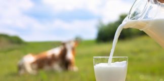 La genética como herramienta para contribuir en la producción de leche en toda Latinoamérica