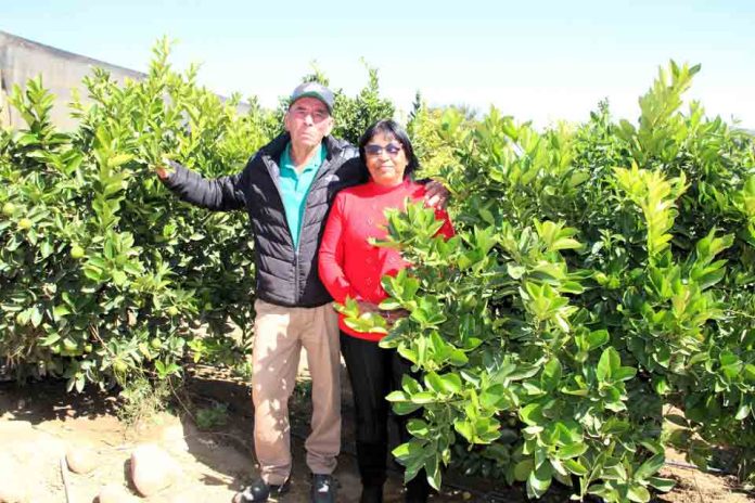 La historia de la familia Honores Castro: “Hemos ido evolucionando como agricultores gracias a INIA Intihuasi”