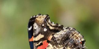 “Mariposa de la Tarde”: la odisea de una migrante solitaria