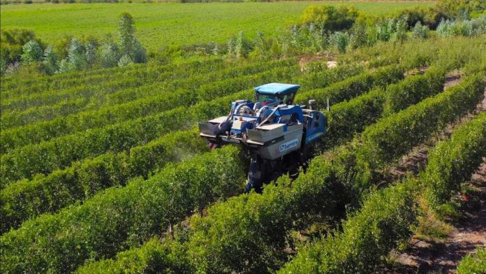 Portainjertos en la agricultura La importancia de su adaptación al cambio climático