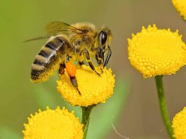 El algoritmo con el que se identificará el origen del polen de las abejas