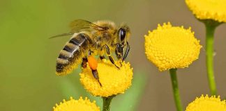 El algoritmo con el que se identificará el origen del polen de las abejas