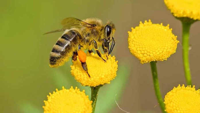 El algoritmo con el que se identificará el origen del polen de las abejas