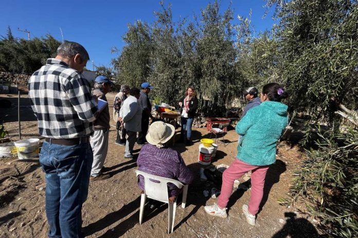 Tipo Verde Sevillana Olivicultores de Carrizalillo aprenden nuevas técnicas para elaborar aceitunas