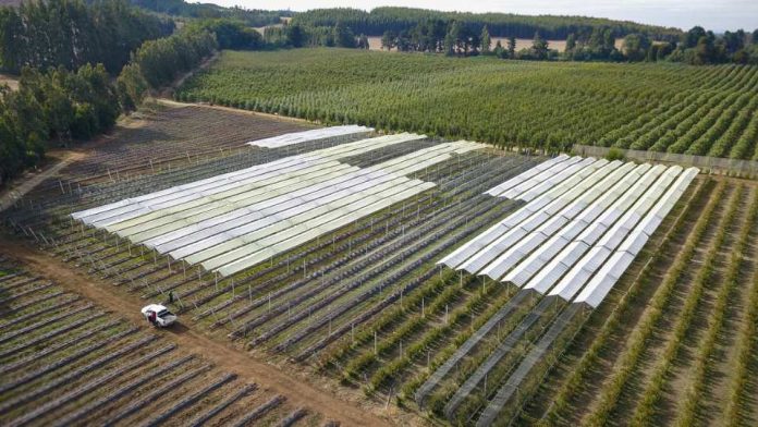 Agronomía UdeC lidera desarrollo de modelo productivo en fruticultura protegida