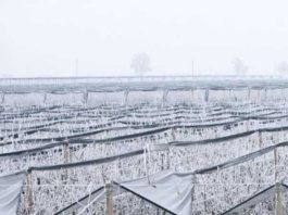 Cómo proteger los cultivos agrícolas durante las heladas