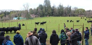 Cooprinsem impulsa la productividad ganadera con el lanzamiento de su nuevo Catálogo de Toros de Carne