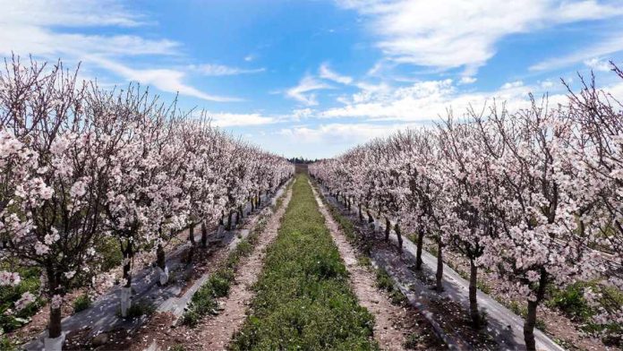 Desafíos de la producción agrícola: producir más con menos