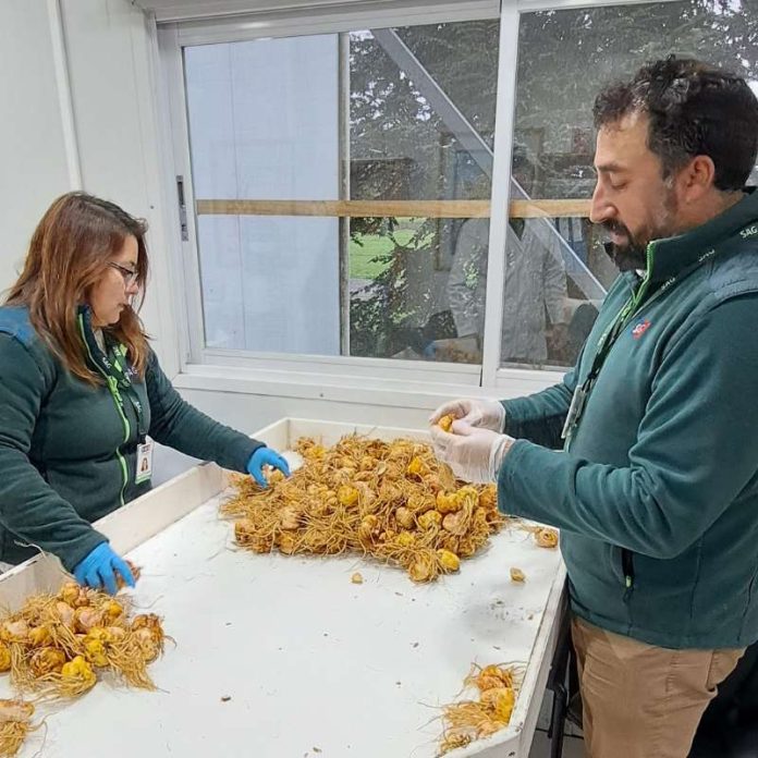 “Es indispensable mantener la alerta y seguir invirtiendo en la prevención de ingreso de plagas cuarentenarias a Chile”