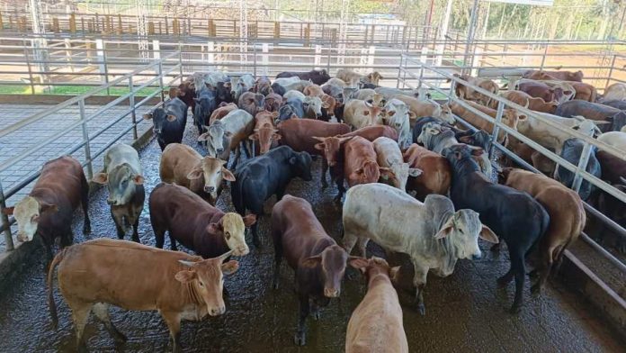 Ganaderos de la cooperativa Coopcarne conocen experiencia exportadora de carne de vacuno de Paraguay