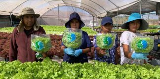 Horticultores de INDAP aumentan en 17% sus ingresos gracias a convenio con Unimarc