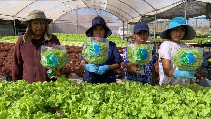 Horticultores de INDAP aumentan en 17% sus ingresos gracias a convenio con Unimarc