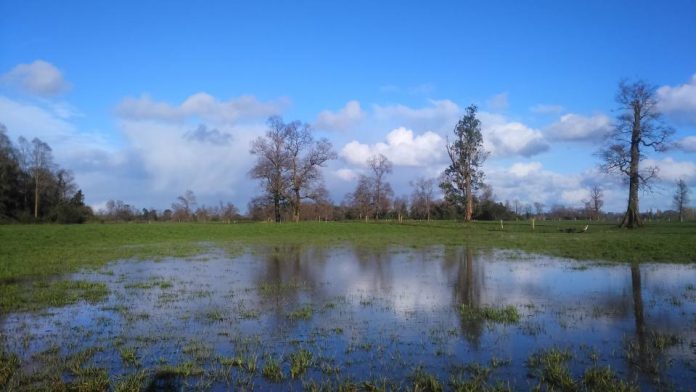 INIA entrega recomendaciones a ganaderos para que puedan enfrentar intensas lluvias en las regiones de Los Ríos y  Los Lagos