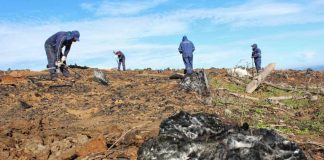 Inició restauración de bosque nativo a gran escala en la Región del Biobío