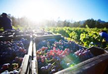 Mesa Biregional del Vino