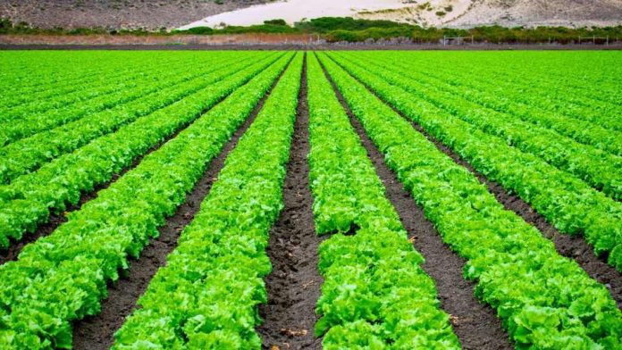 Plataforma chilena centraliza datos clave para una toma de decisiones eficiente en la agricultura