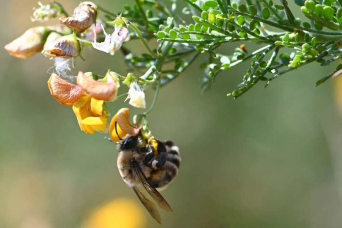 Presentan avances en el desarrollo de atrayente artificial y estrategia de polinización para el cultivo de palto