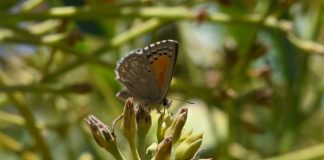 Presentan avances en prácticas para aumentar flora nativa en huertos de palto