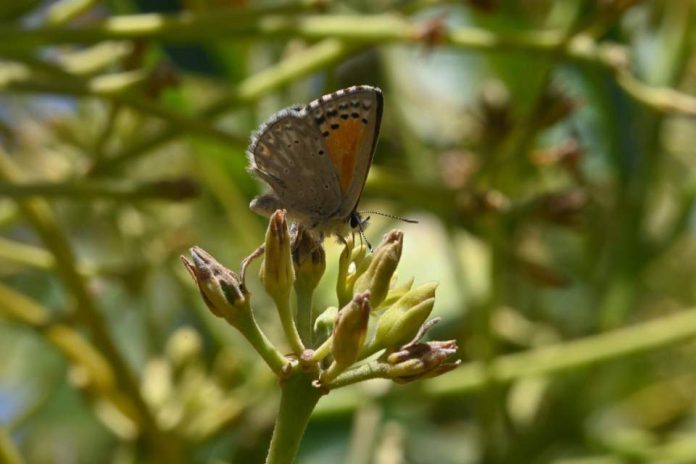 Presentan avances en prácticas para aumentar flora nativa en huertos de palto