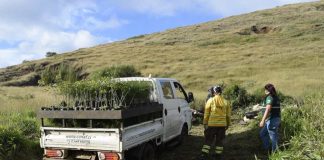 Primera plantación demostrativa de programa que promueve adaptación al cambio climático en Rapa Nui