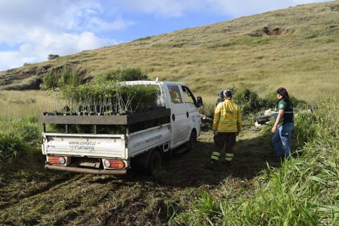 Primera plantación demostrativa de programa que promueve adaptación al cambio climático en Rapa Nui