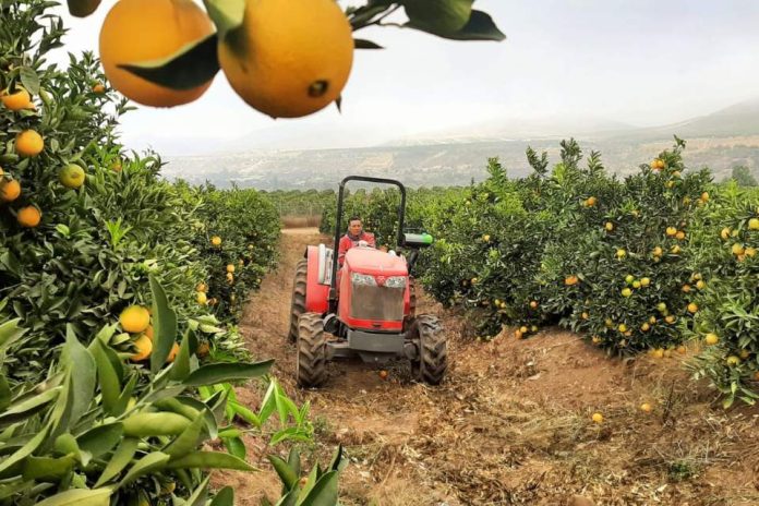 Productores de cítricos prueban tecnología que anticipa si su fruta tendrá el calibre para exportación