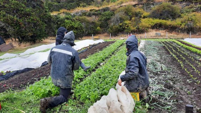 Resiliencia climática en la producción agrícola, nueva investigación de ULagos apunta a desarrollar capacidades locales