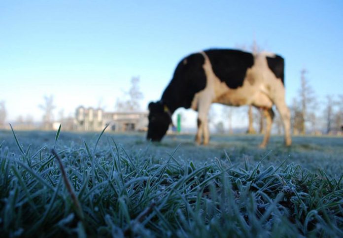 Ante bajas temperaturas INIA entrega recomendaciones para predios ganaderos