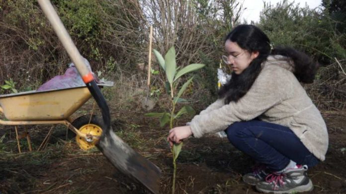 Cecinas Llanquihue dona más de 500 árboles nativos para reforestación de humedales