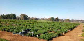 Estudio de fenotipado terrestre y aéreo para evaluar alfalfa resistente a la sequía